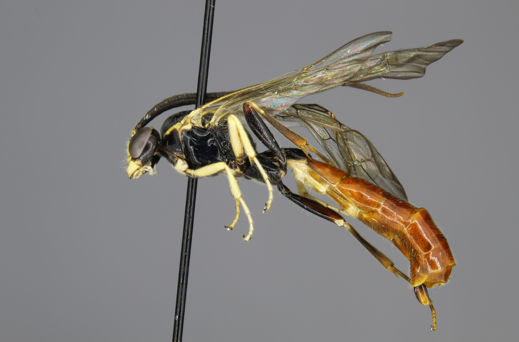 Ctenopelma