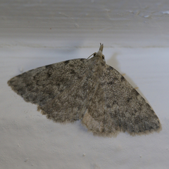 Orectis proboscidata