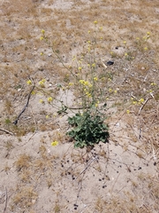 Brassicaceae