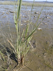 Zizania aquatica brevis