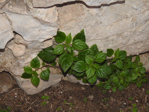 Pellitory (Parietaria judaica)