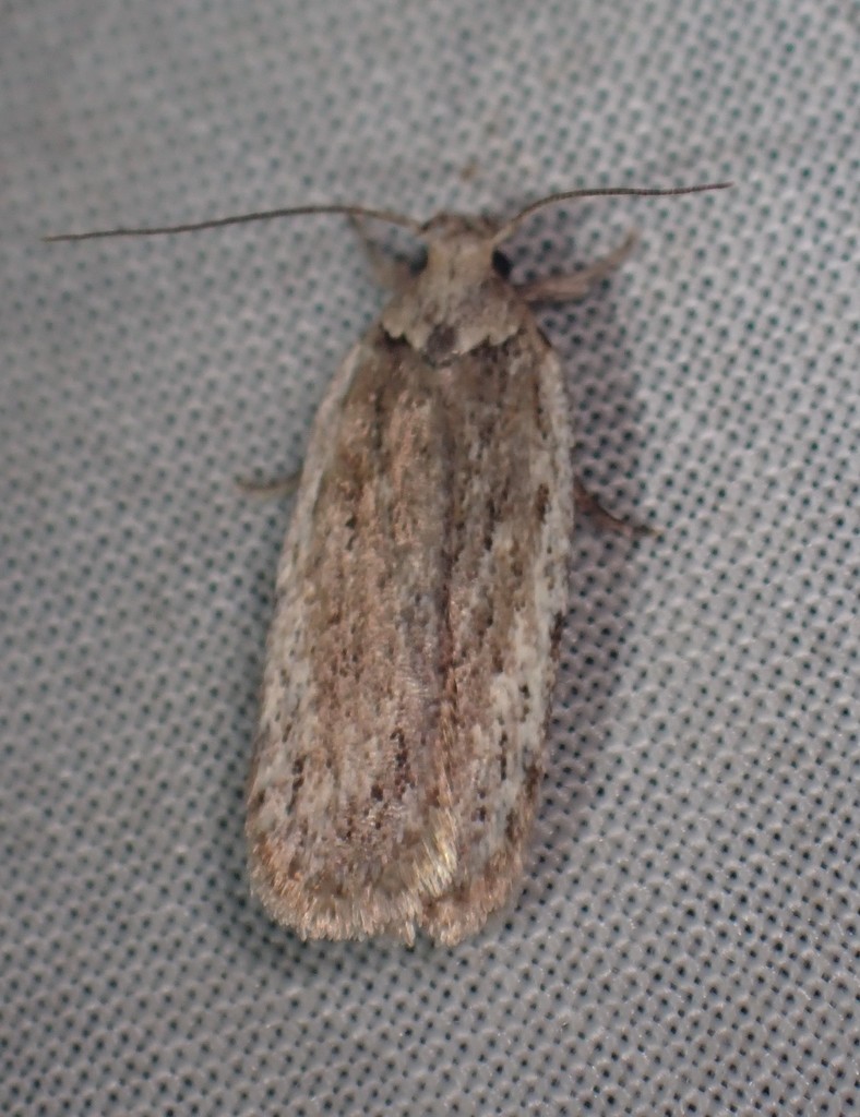 Depressaria cinereocostella