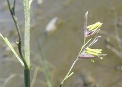 Zizania aquatica brevis