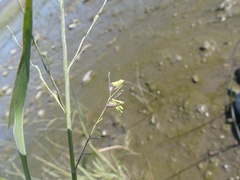 Zizania aquatica brevis