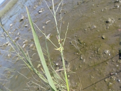 Zizania aquatica brevis