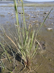 Zizania aquatica brevis