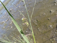 Zizania aquatica brevis