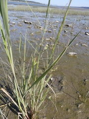 Zizania aquatica brevis