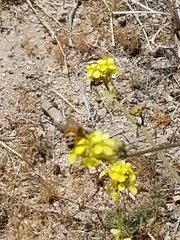 Brassicaceae