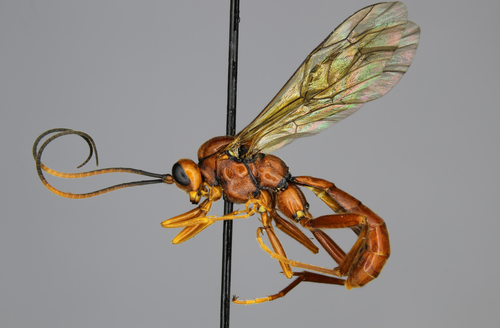 Himerta rubiginosa