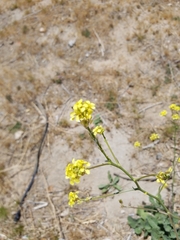 Brassicaceae