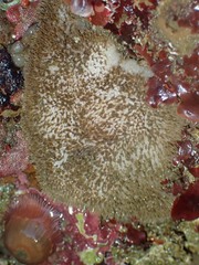 Stelletta clarella