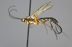 Lissonota scutellaris