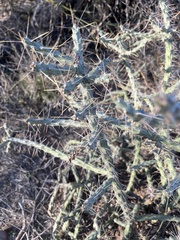 Cylindropuntia waltoniorum