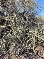 Cylindropuntia waltoniorum