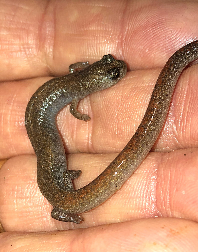 Garden Slender Salamander from Falda Ave, Torrance, CA, US on December