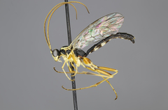 Lissonota scutellaris