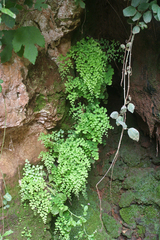 Adiantum capillus-veneris image