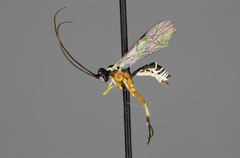 Mesoleius submarginatus