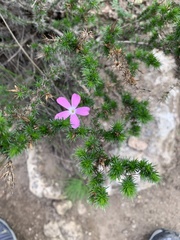 Linanthus californicus