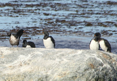 Leucocarbo magellanicus