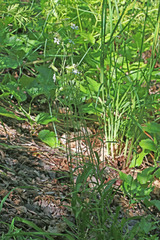 Silene douglasii douglasii