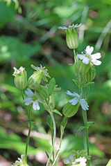 Silene douglasii douglasii