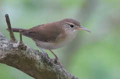 Troglodytes aedon mesoleucus