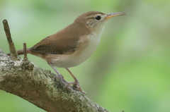 Troglodytes aedon mesoleucus