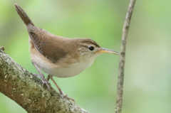 Troglodytes aedon mesoleucus