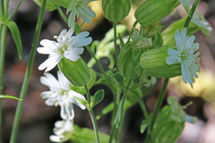 Silene douglasii douglasii