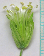 Silene douglasii douglasii