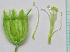 Silene douglasii douglasii