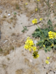 Brassicaceae