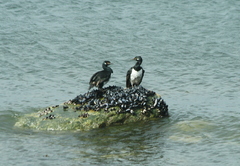 Leucocarbo magellanicus