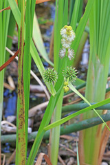 Sparganium eurycarpum eurycarpum