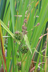 Sparganium eurycarpum eurycarpum