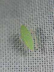 Neocoelidia tumidifrons