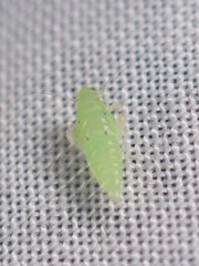 Neocoelidia tumidifrons