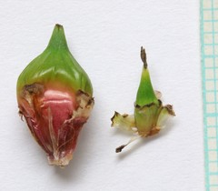 Sparganium eurycarpum eurycarpum