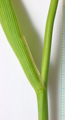 Sparganium eurycarpum eurycarpum