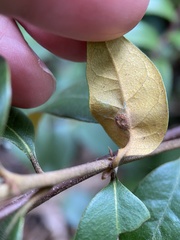 Dryocosmus juliae