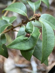 Dryocosmus juliae