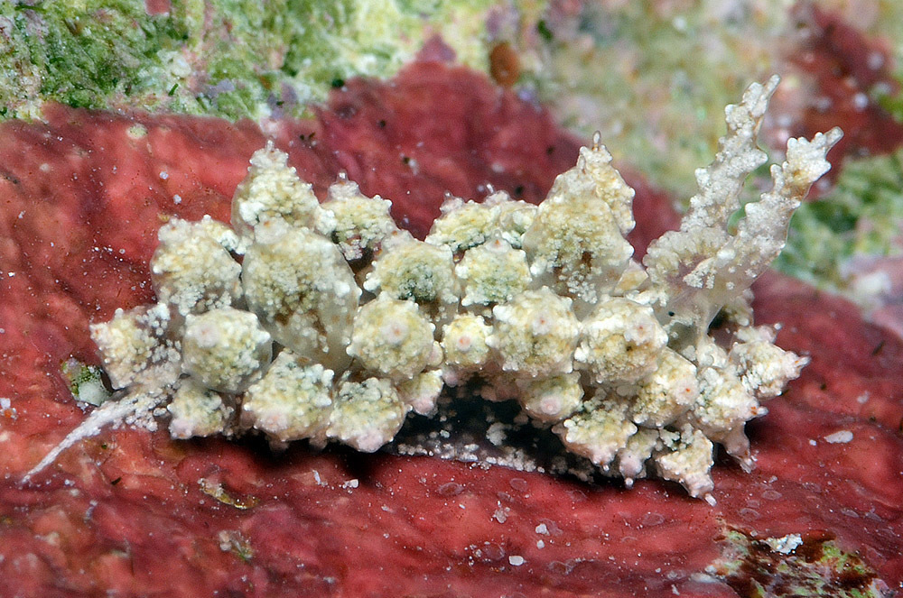 Janolus incrustans