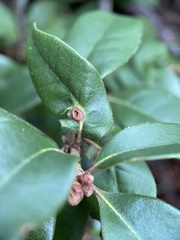 Dryocosmus juliae