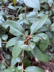 Dryocosmus juliae
