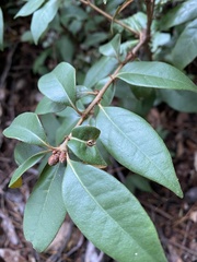 Dryocosmus juliae