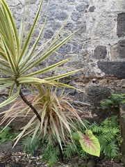 Dracaena reflexa angustifolia
