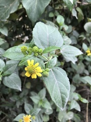 Wollastonia biflora