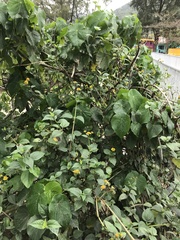 Wollastonia biflora